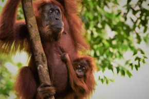 Lucky Bamboo' Bungalows-Resto and OrangUtan Jungle Trekking Tours